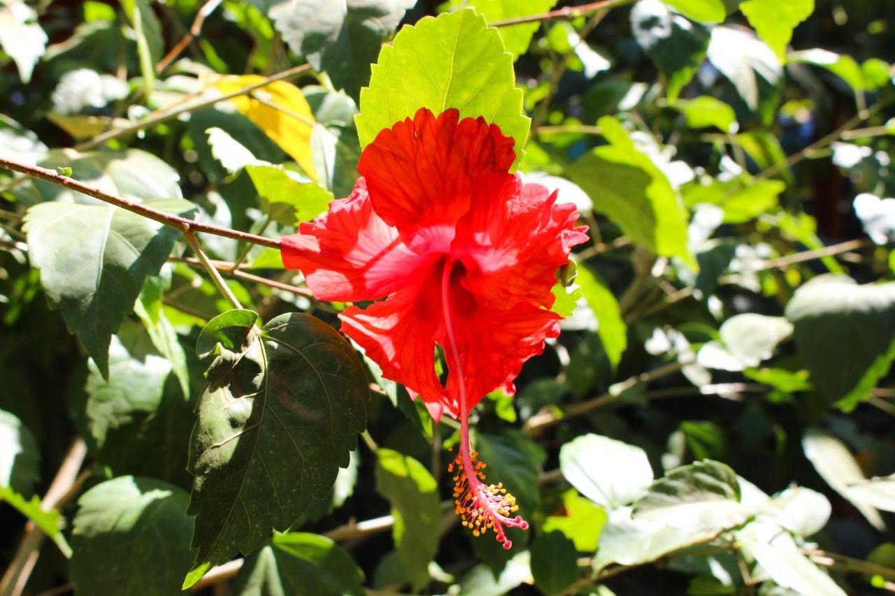Tamahostel & Glamping Tamarindo Bagian luar foto